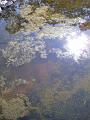 Reflections, river, Dangar Falls IMGP0803